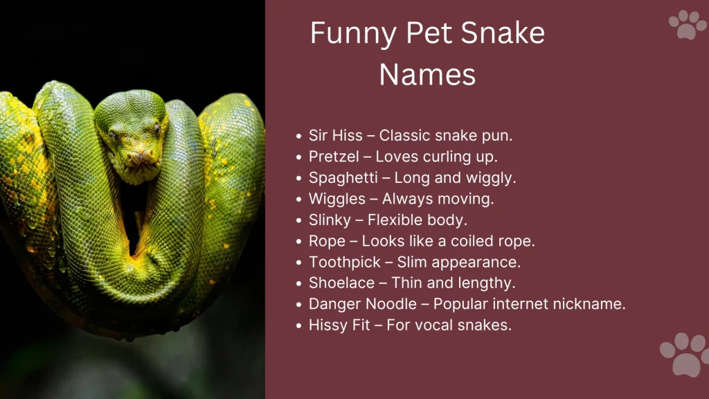 Funny Pet Snake Names