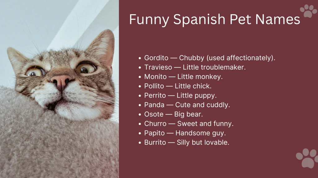 Funny Spanish Pet Names