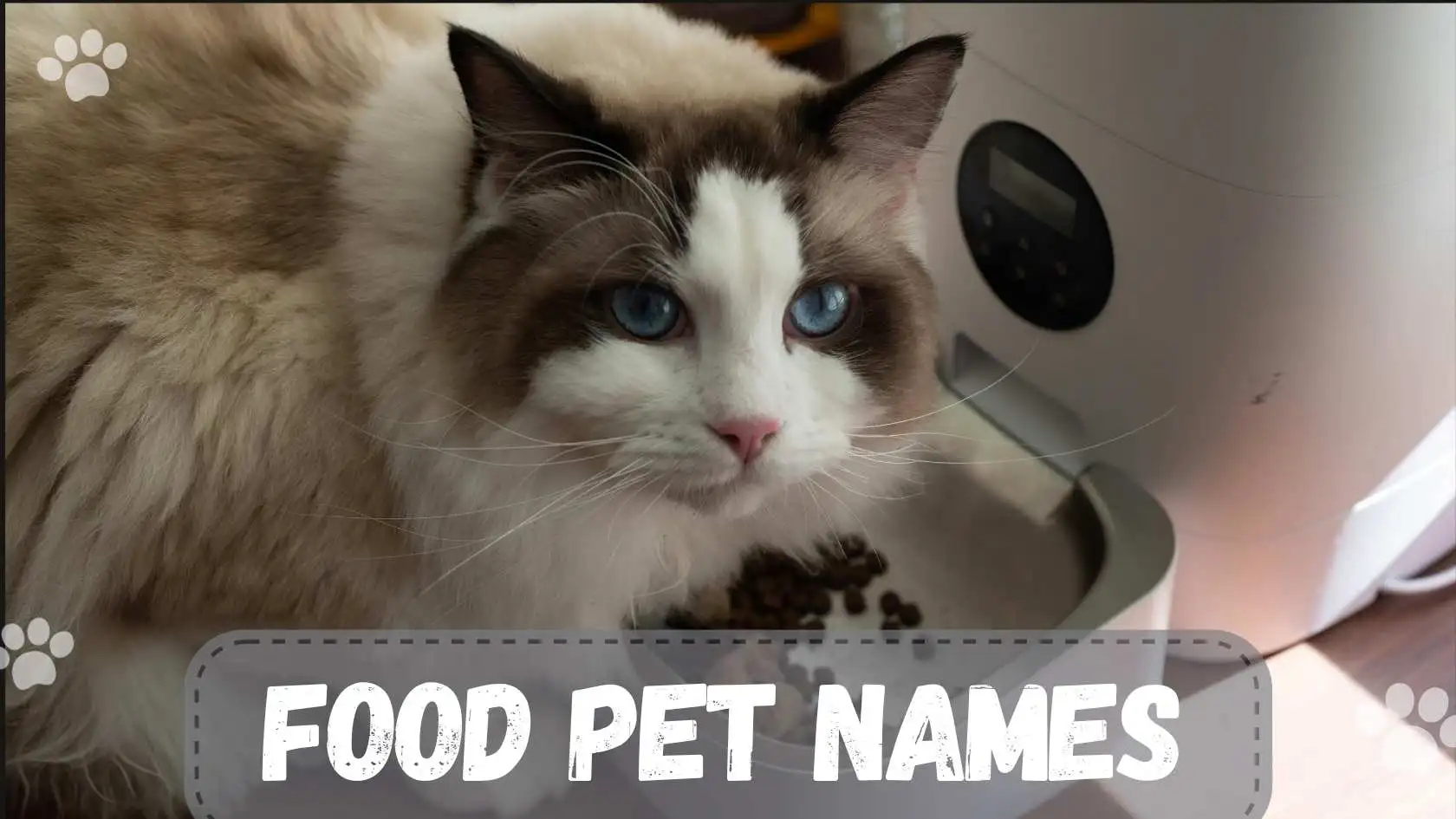 150+ Food Pet Names | Sweet, Funny, and Creative Name Ideas for Your Pet